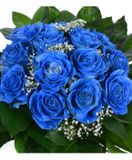 Kytica krása modrej ruže z blízka