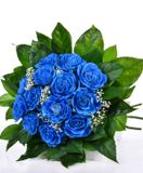 Kytica krása modrej ruže ležiaca
