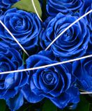 Kytica modrých ruží detail2